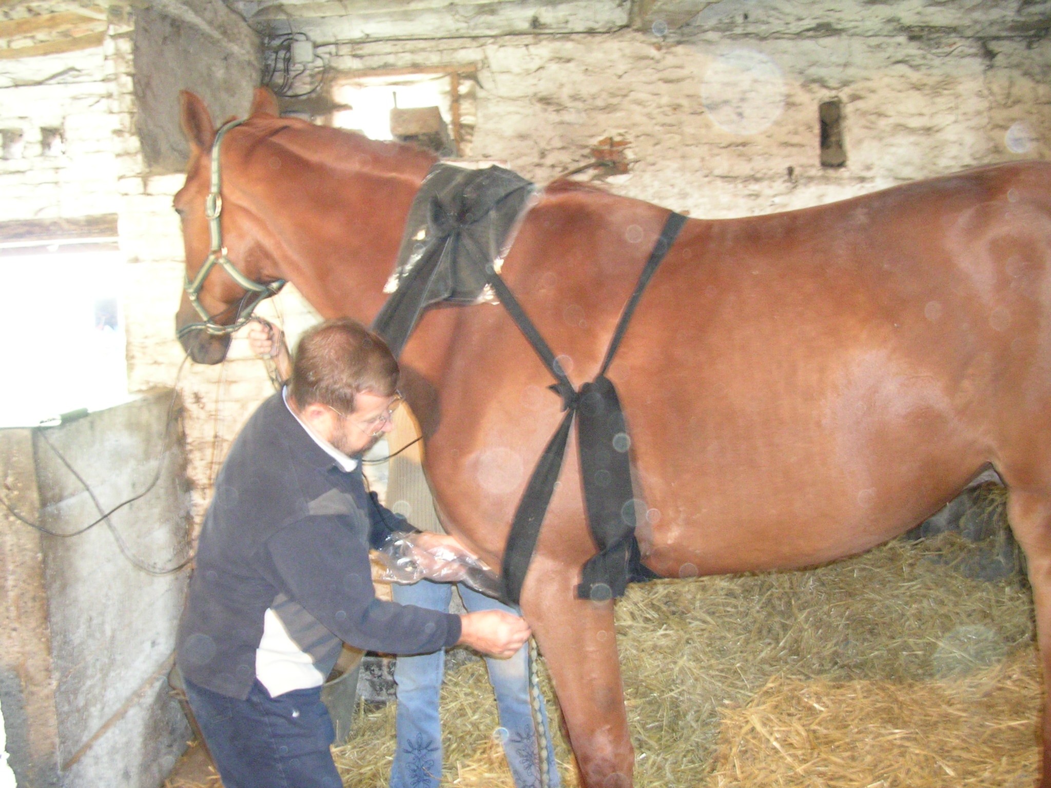 Chevaux 015