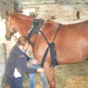 Chevaux 015