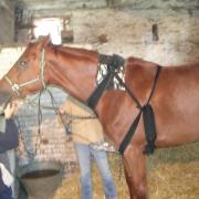 Chevaux 016
