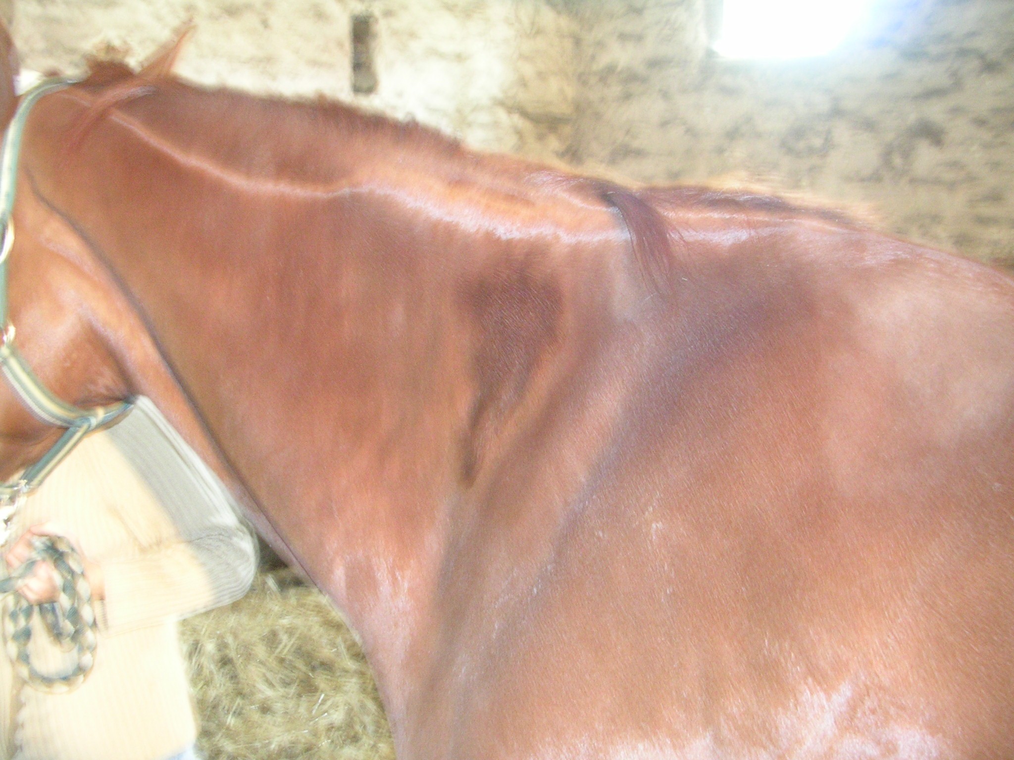 Chevaux 017
