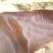 Chevaux 018