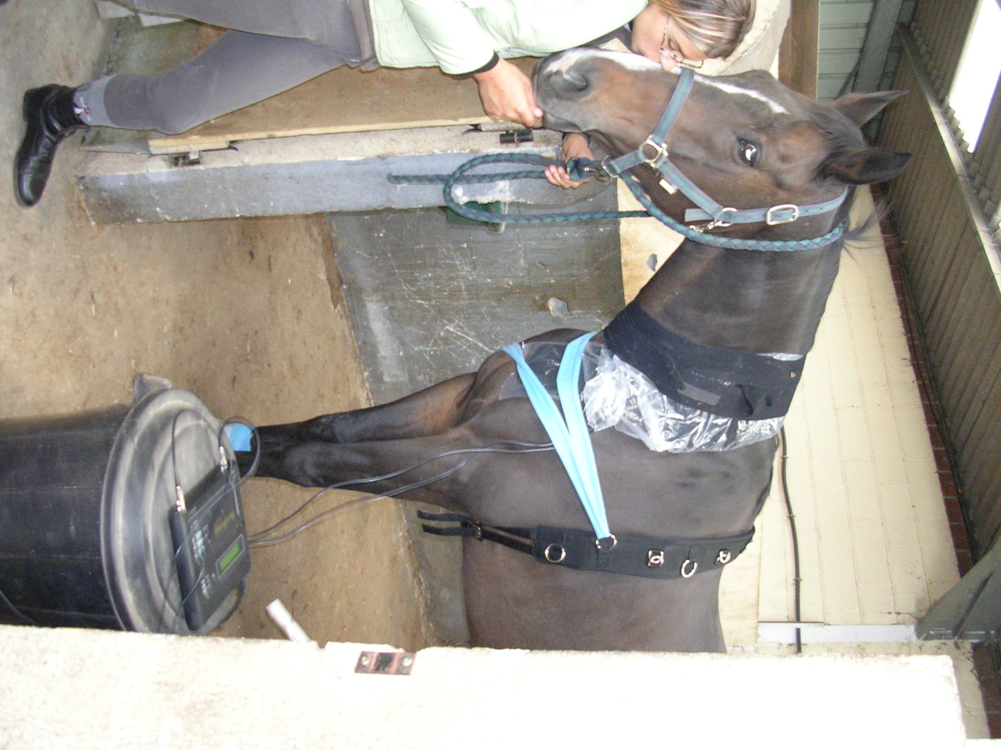 Chevaux 019