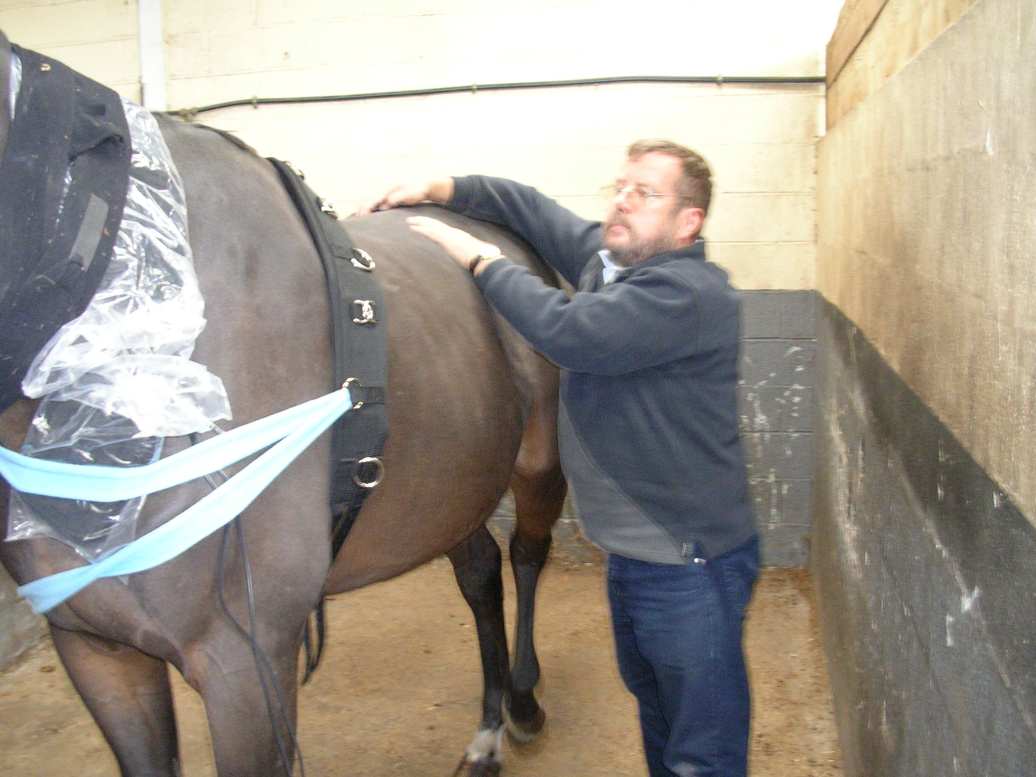 Chevaux 021