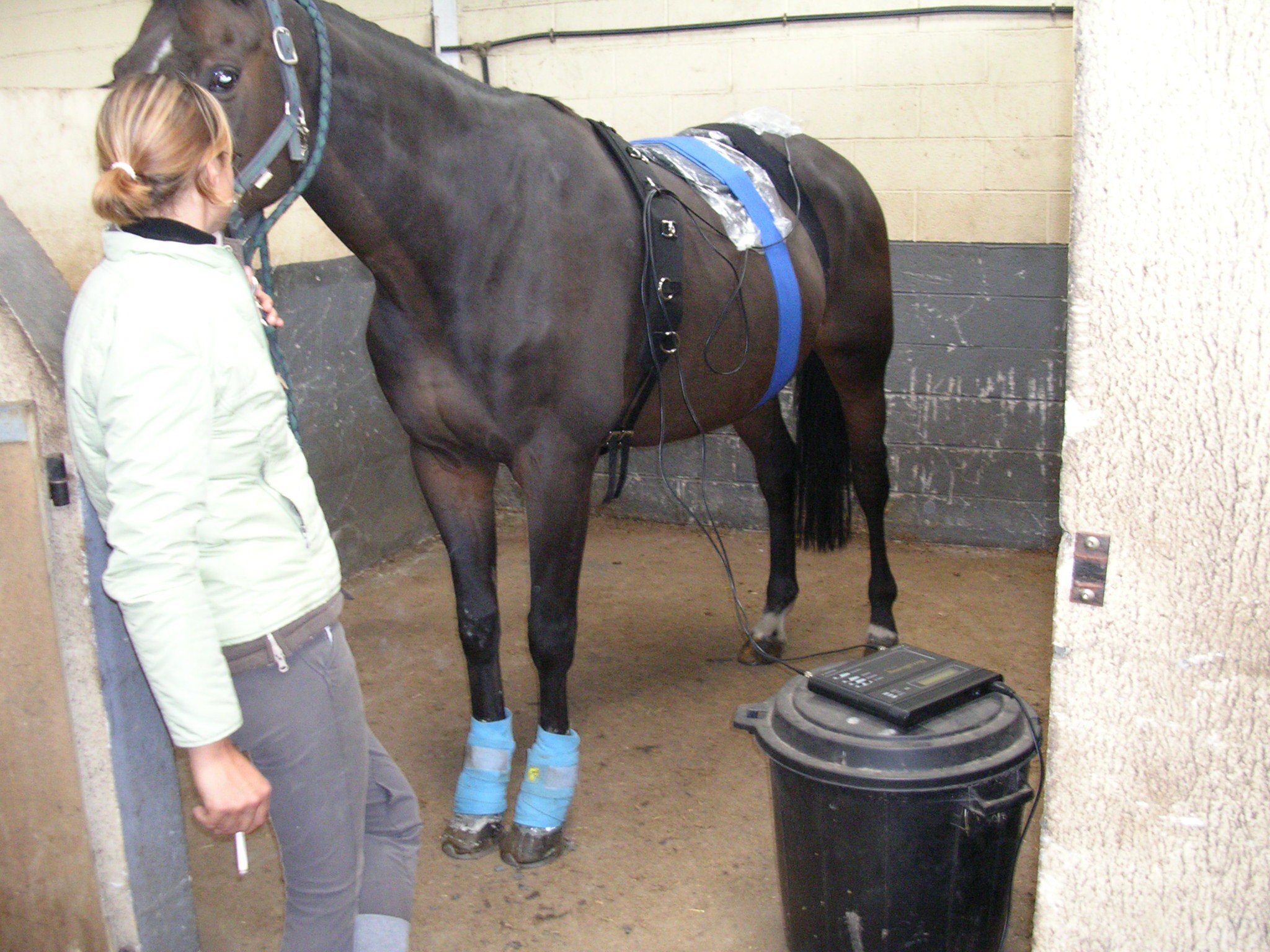 Chevaux 022
