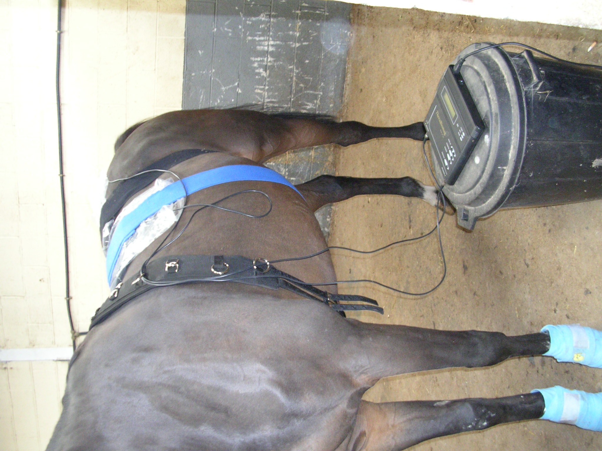 Chevaux 023
