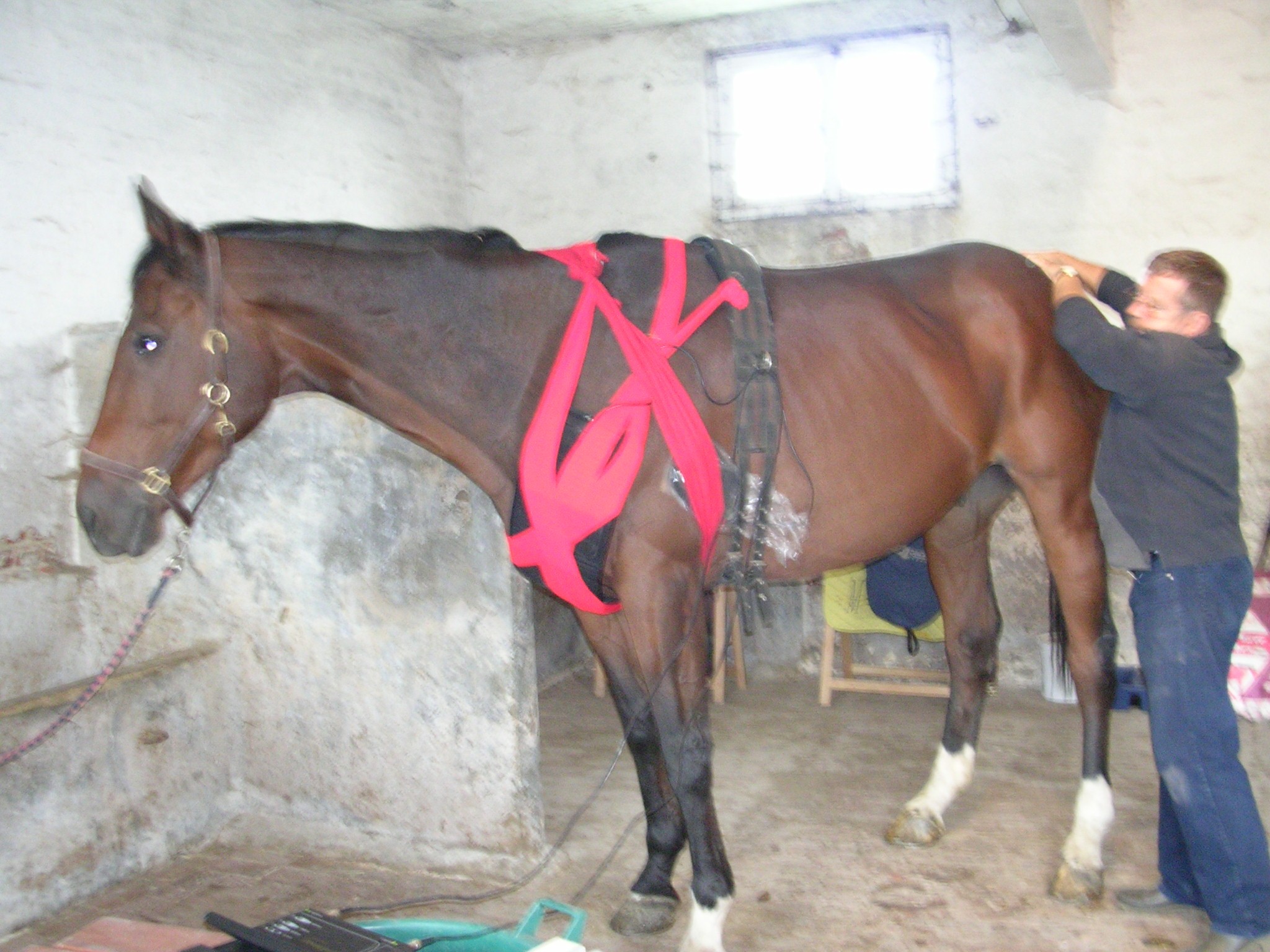 Chevaux 024