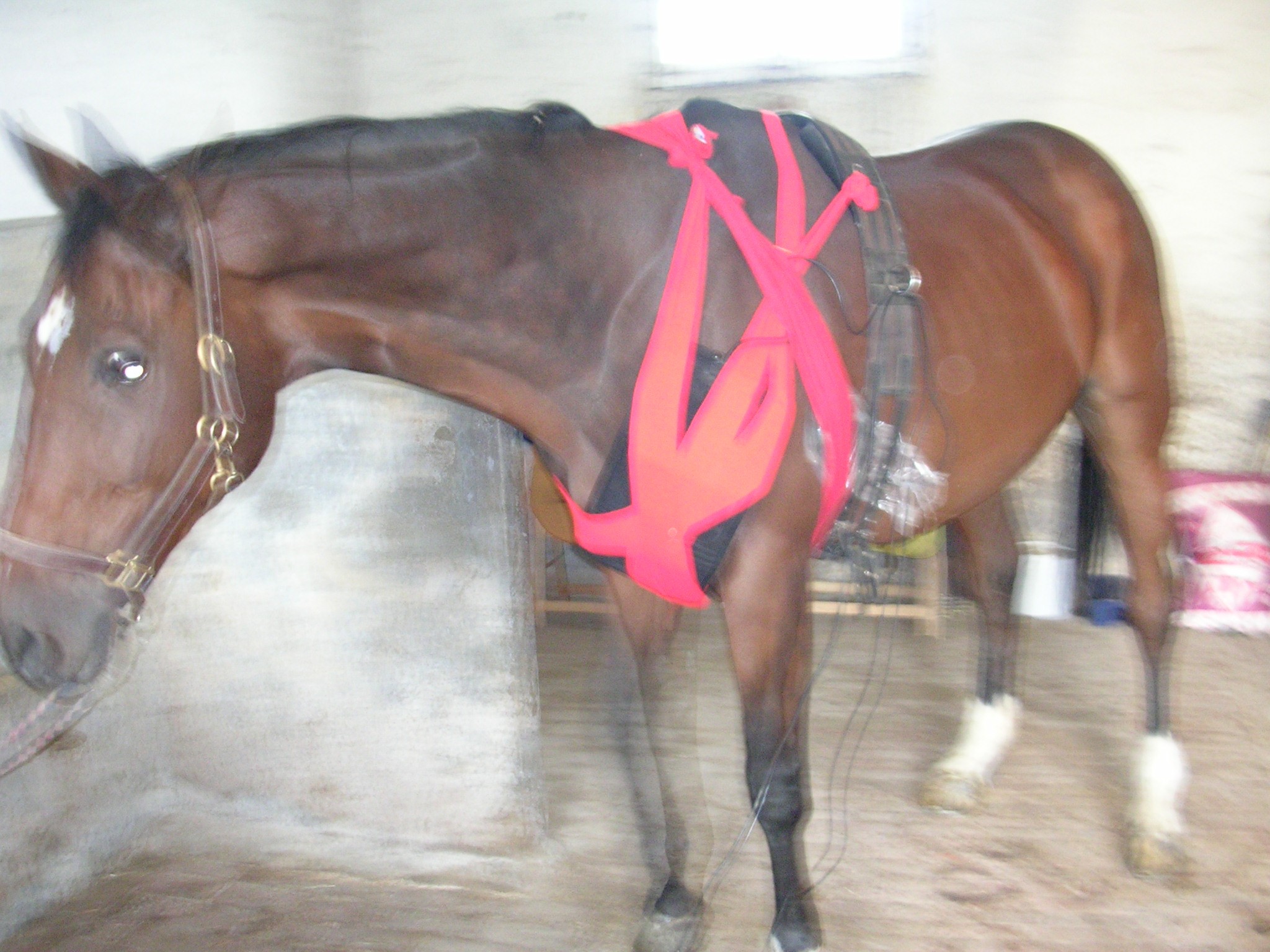 Chevaux 025