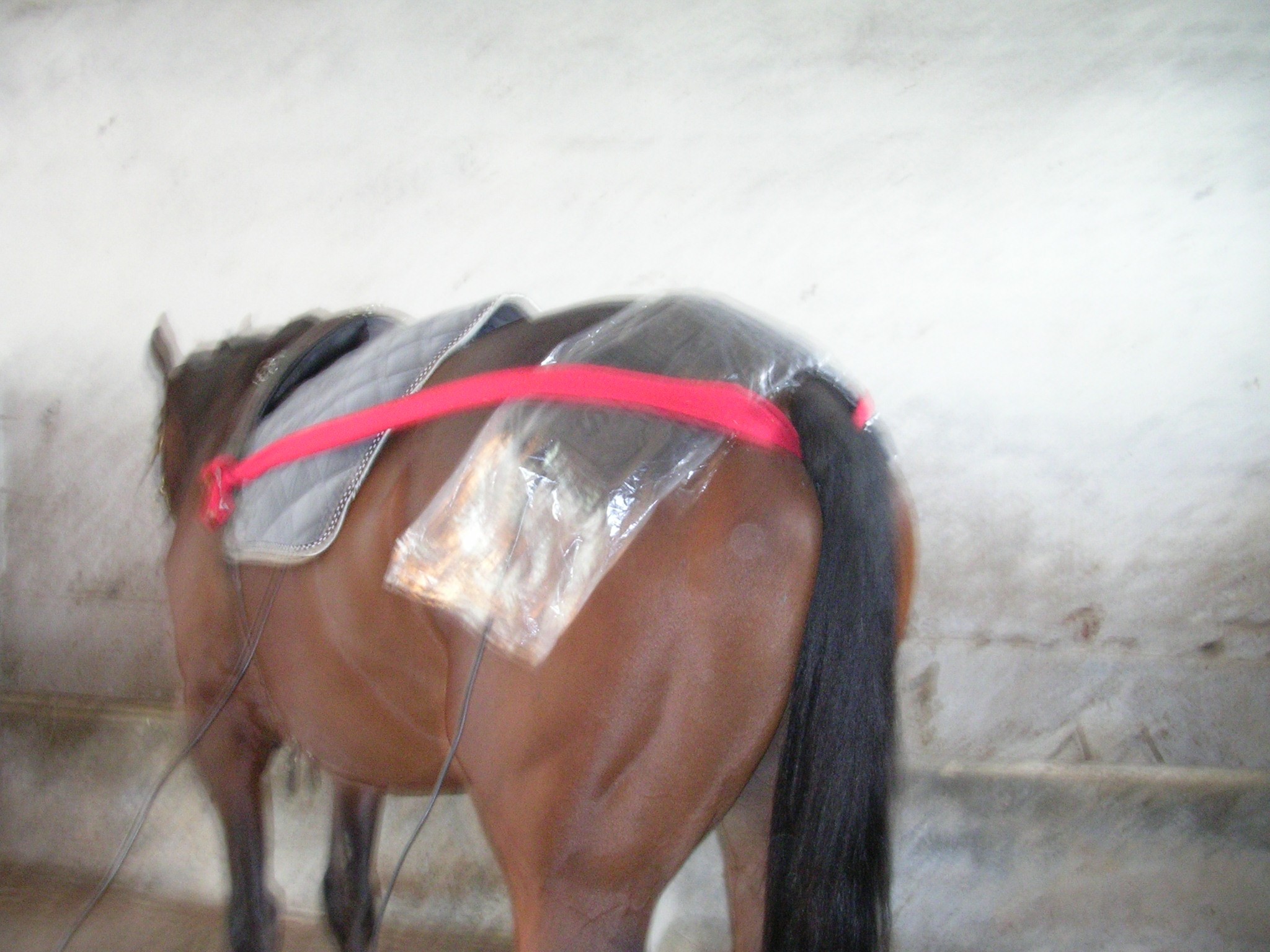 Chevaux 026